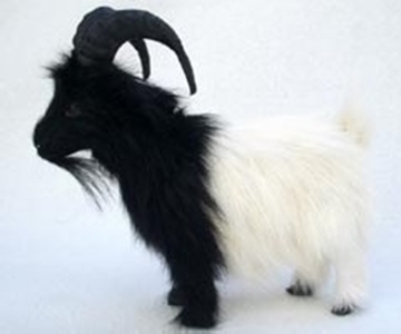 Bild von Ziegenbock schwarz/weiss
