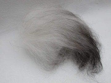 Bild von Islandschaf weiss / grau 1+2