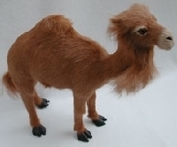 Bild von Dromedar Mini