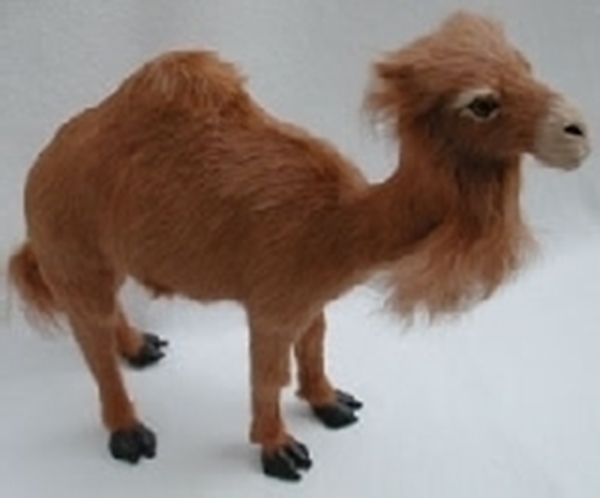 Bild von Dromedar Mini