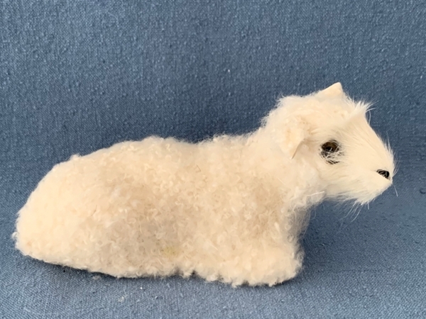 Bild von Schaf liegend weiss