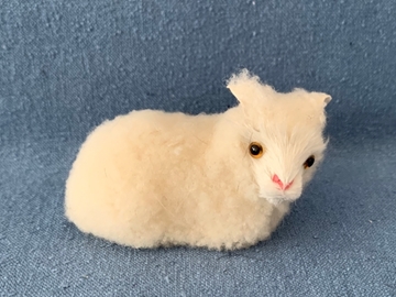 Bild von Schaf klein liegend weiss